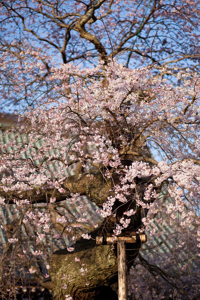 しだれ桜