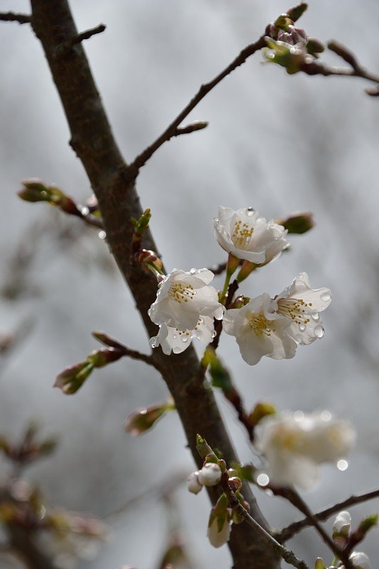 開花