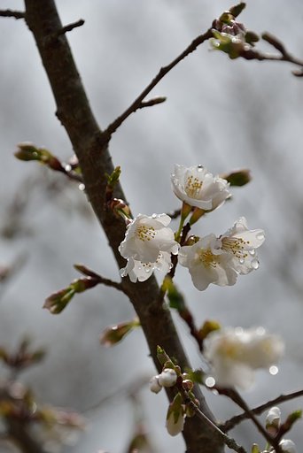 開花