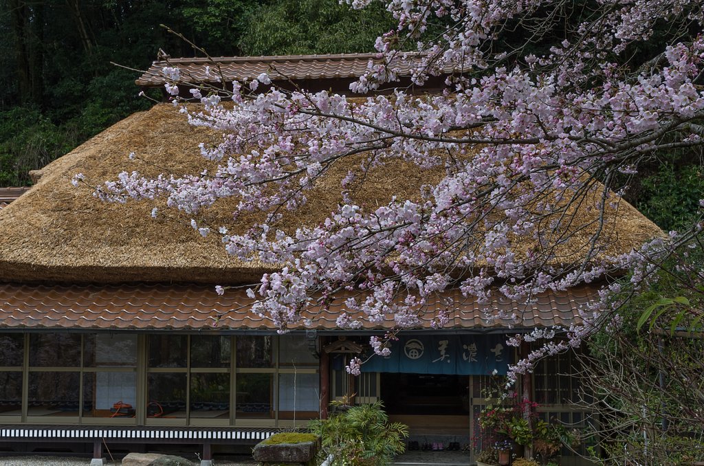 桜
