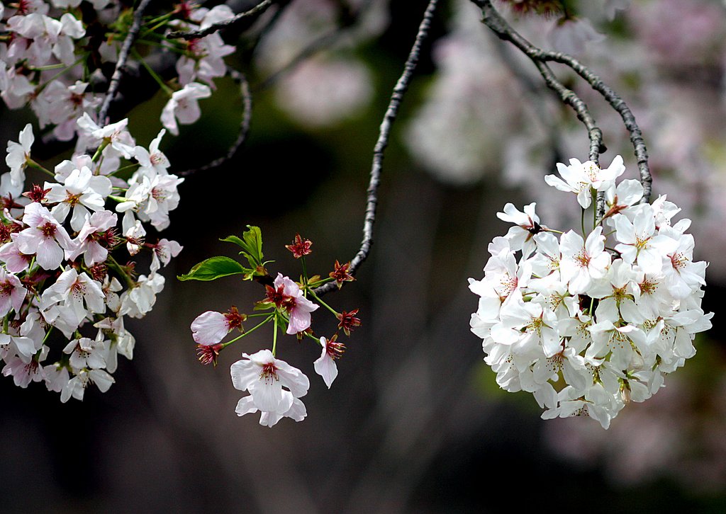 白い桜の花