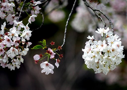 白い桜の花