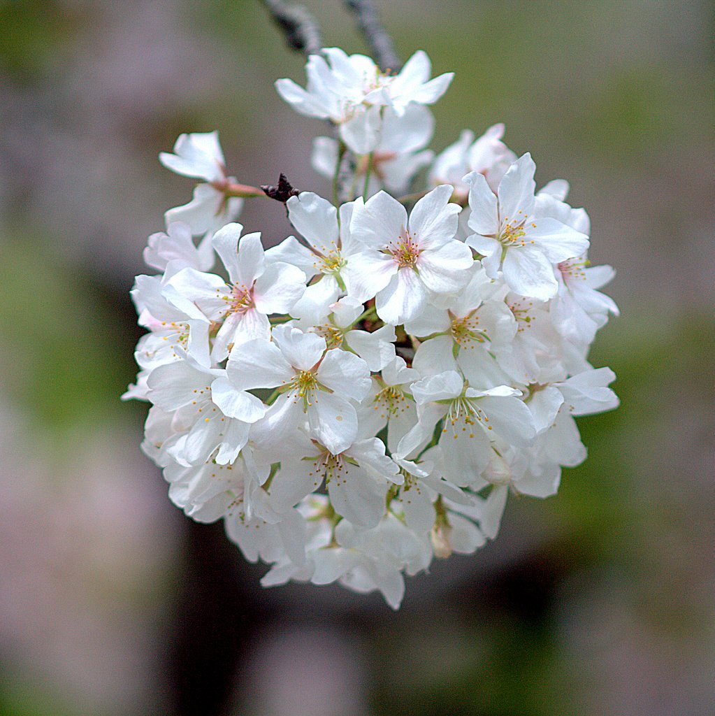 白い花の山桜 のUP