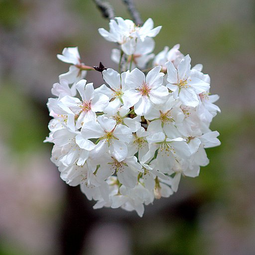 白い花の山桜 のUP