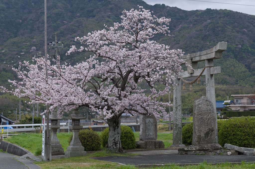 一本