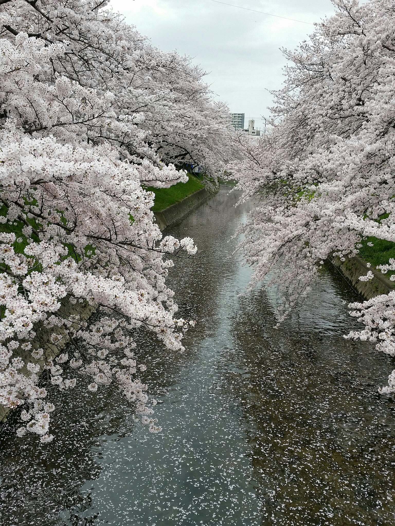 【縦画像】桜花涙