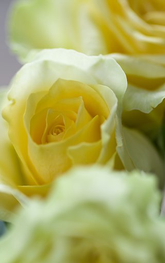 PENTAX-D FA MACRO 100mm F2.8
