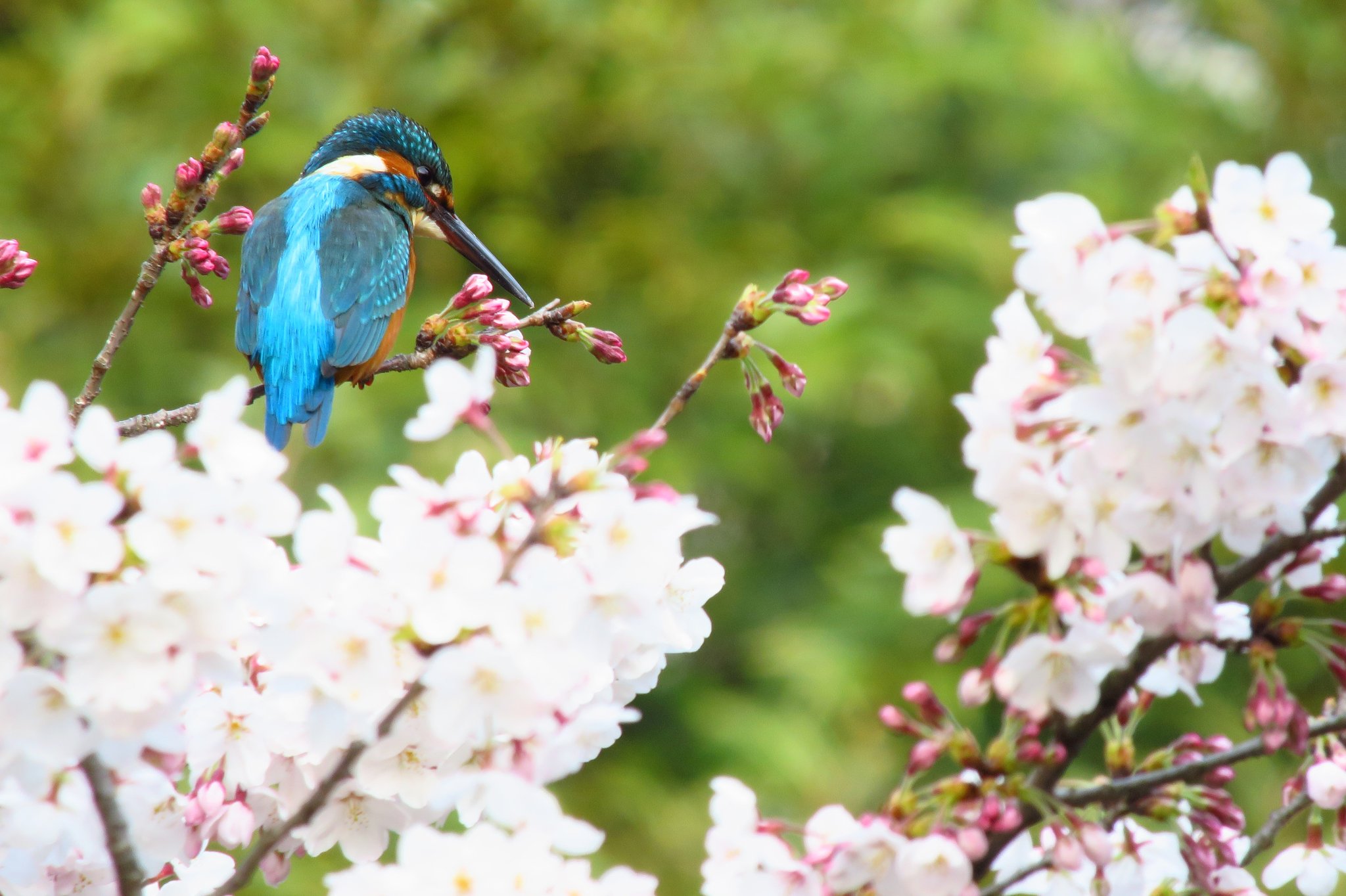 桜かわせみ