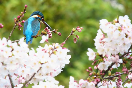 桜かわせみ