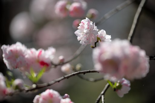 花桃