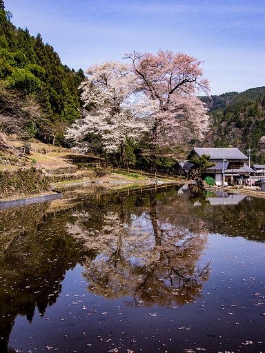 【縦画像】苗代桜 ❤ 