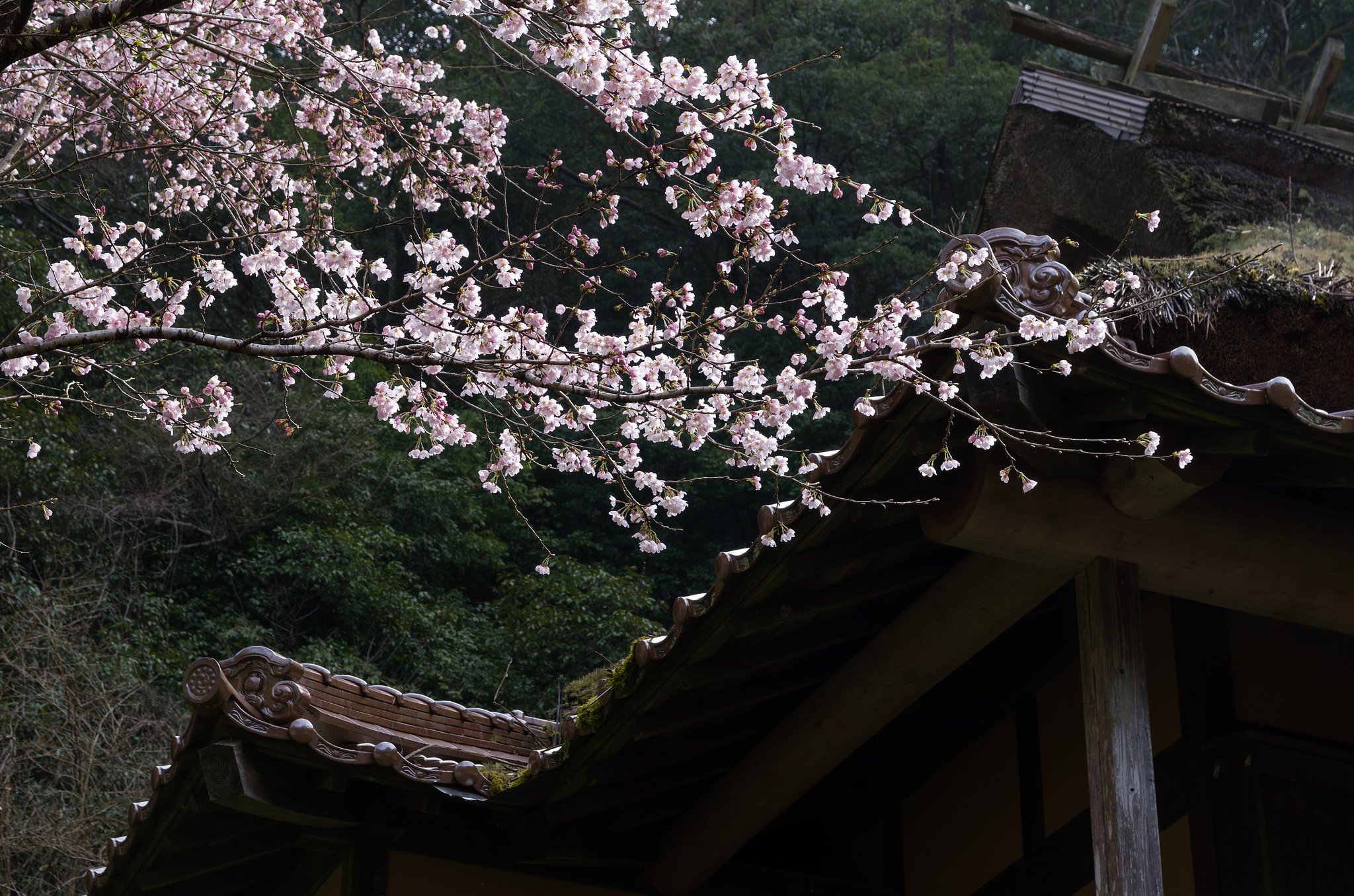 桜