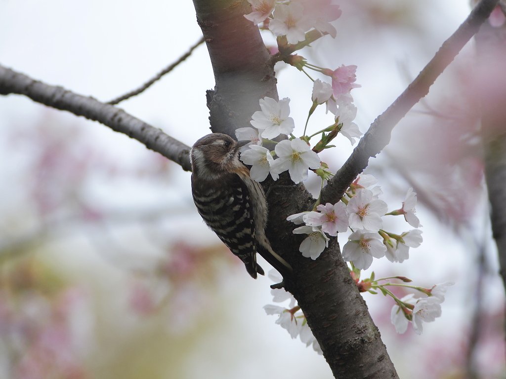 花に親しんで
