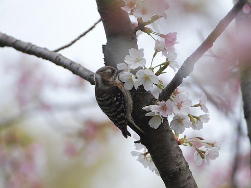 花に親しんで