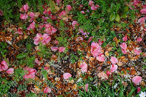 花散る、さくら散る