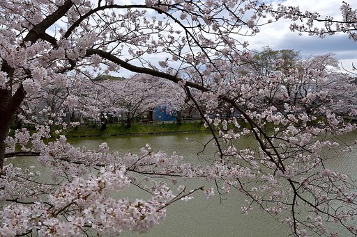 桜