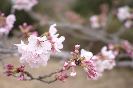ソメイヨシノ柔らかく