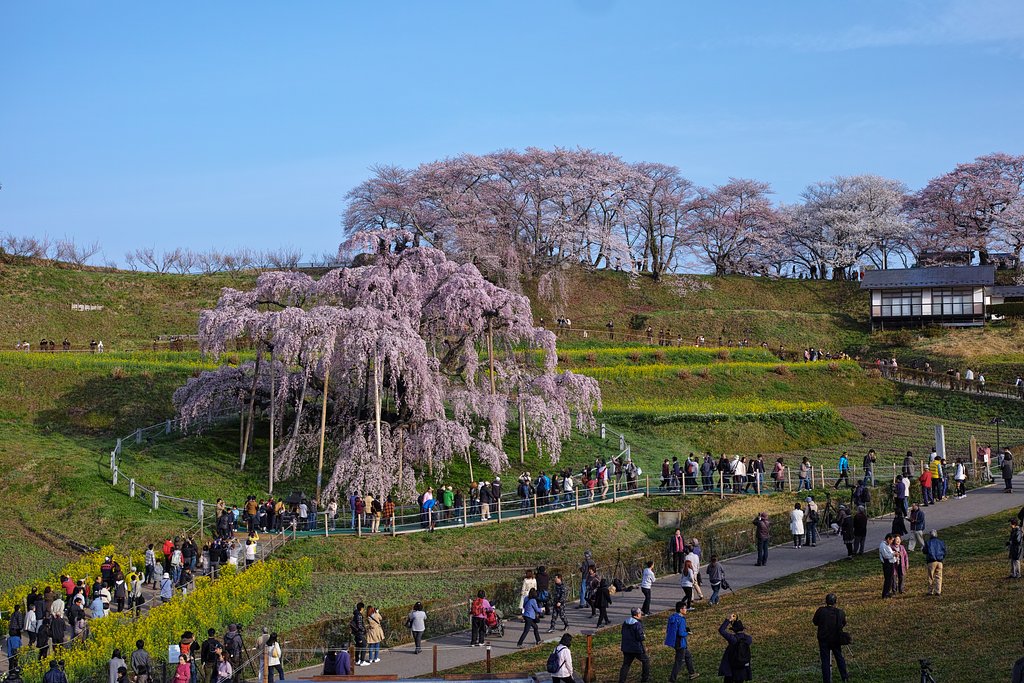 三春の滝桜