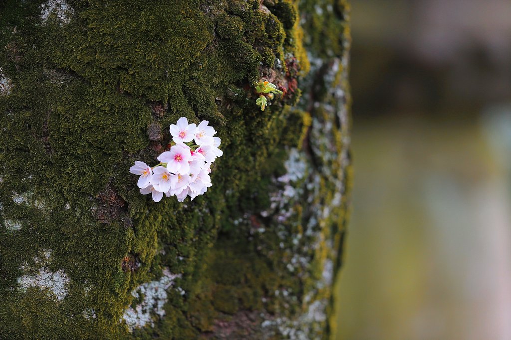 胴吹き桜