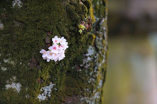 胴吹き桜
