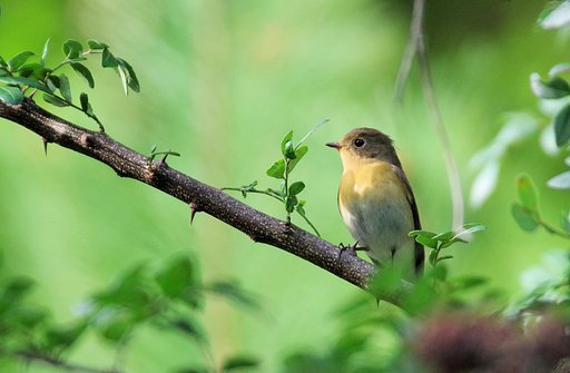この鳥、名前わかる方おられますか？