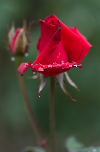 PENTAX-D FA MACRO 100mm F2.8