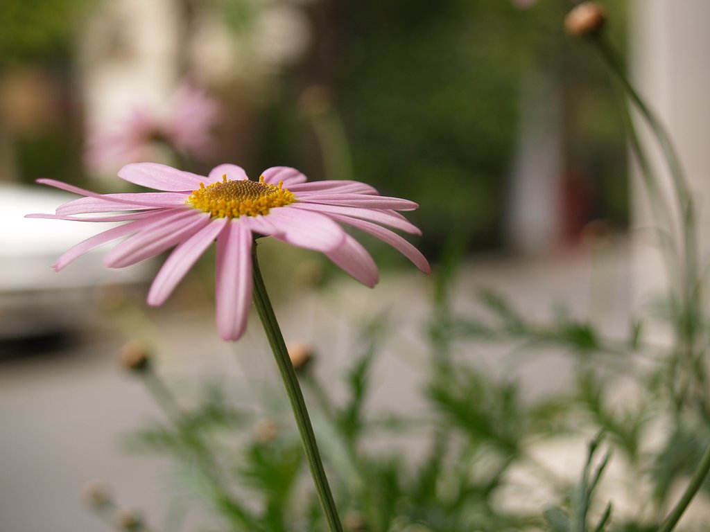 花壇の花