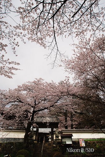 世間は「桜」