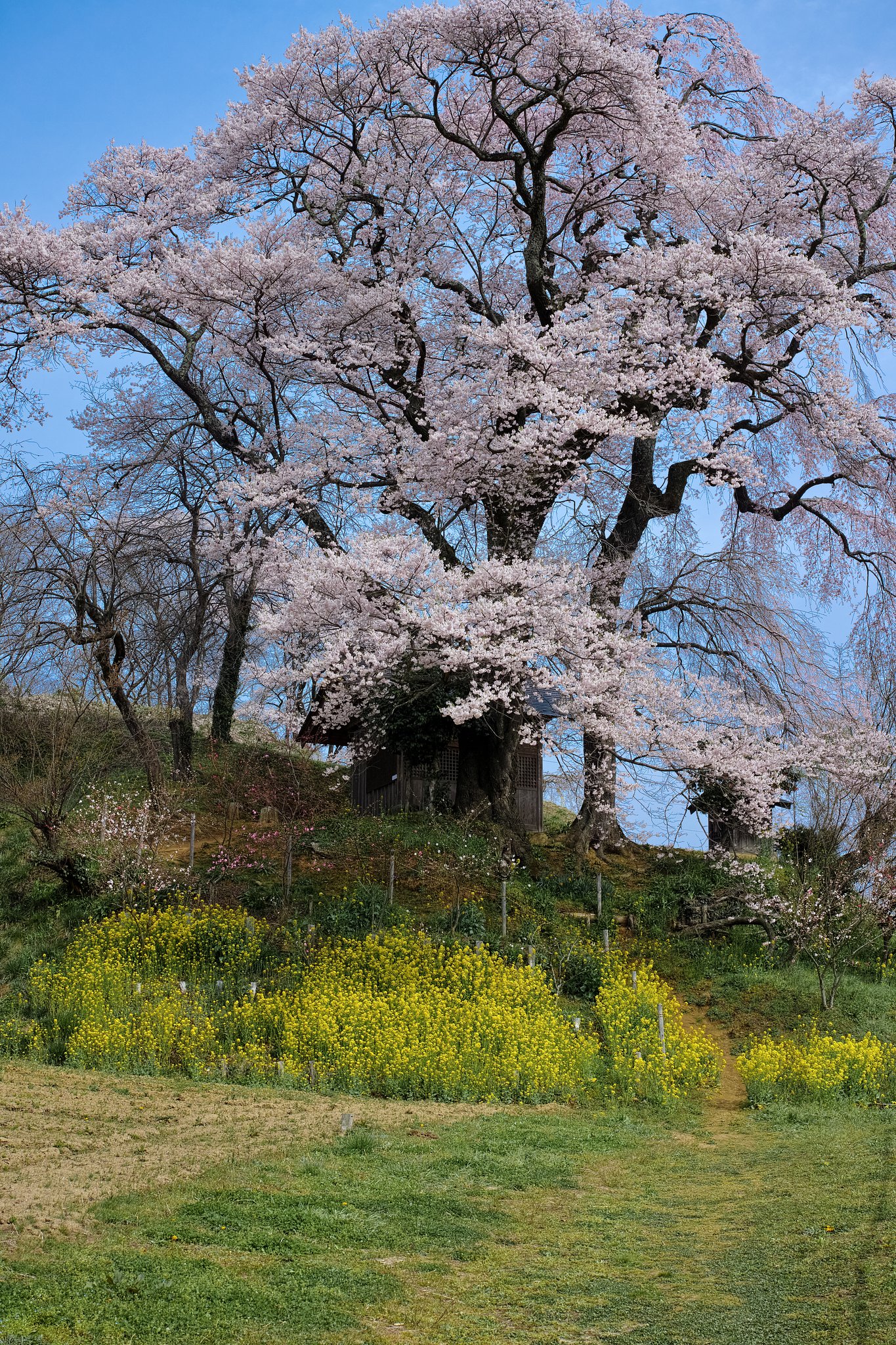 天神夫婦桜