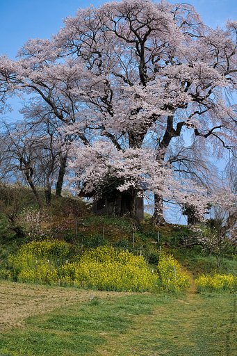 天神夫婦桜