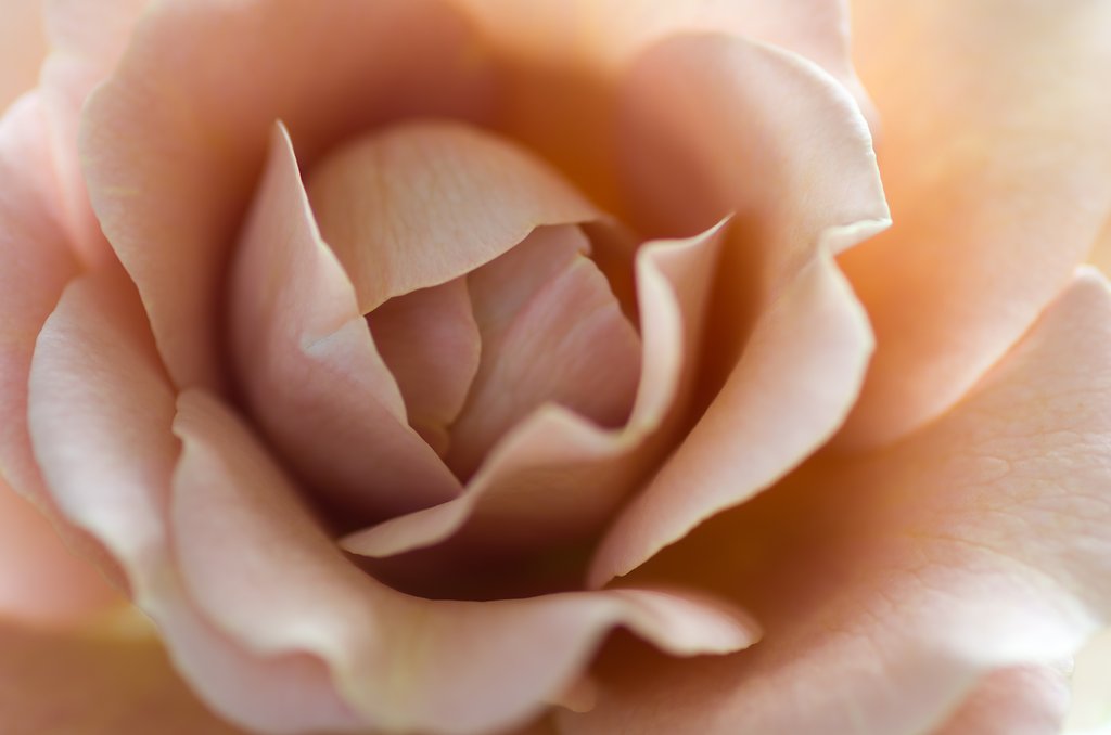 PENTAX-D FA MACRO 100mm F2.8