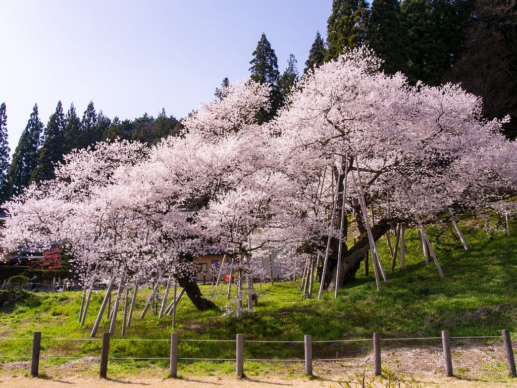 臥龍桜