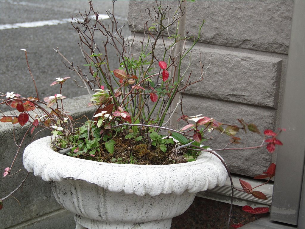 スナックの入口付近に生け花が、、、