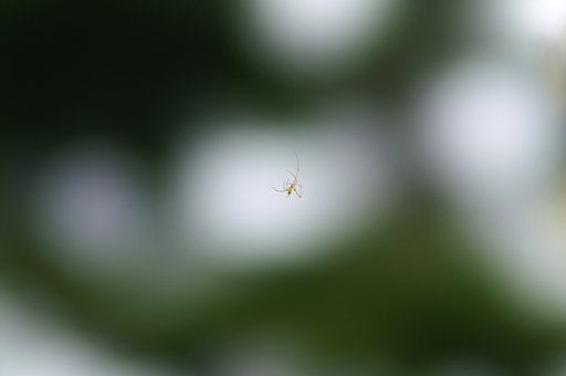 巣がない蜘蛛