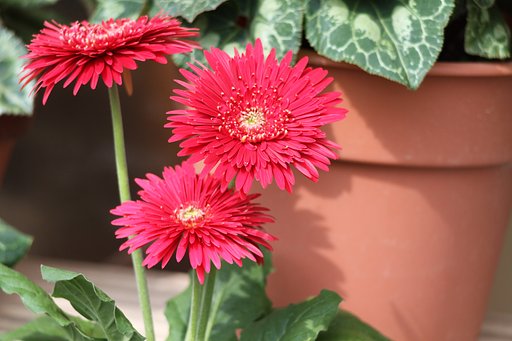玄関前の花