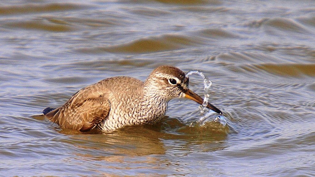 【命］水鳥