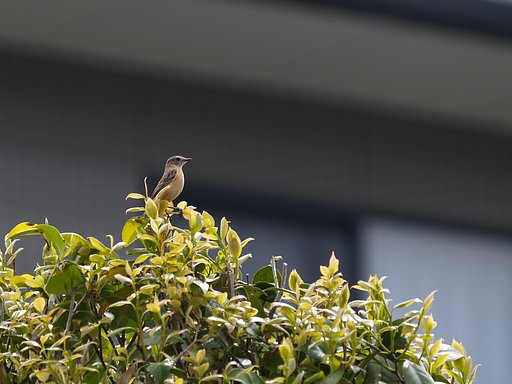 かわいいでしょ？