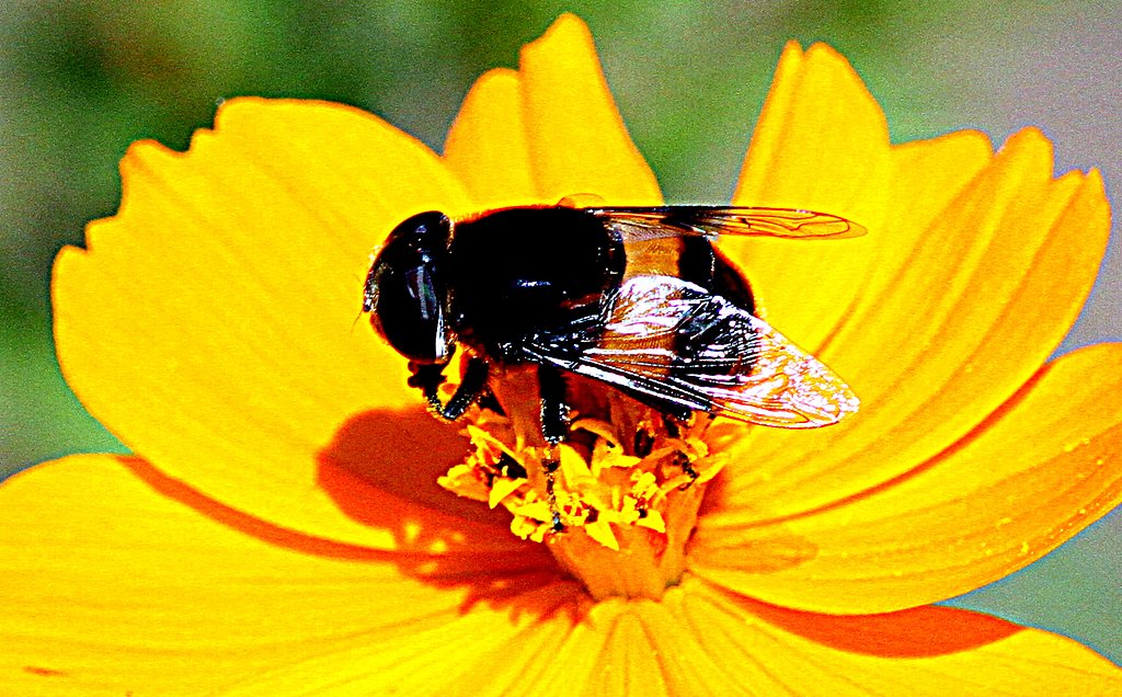 コスモスの花の中に