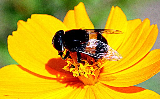 コスモスの花の中に