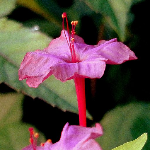 オシロイバナの蕊