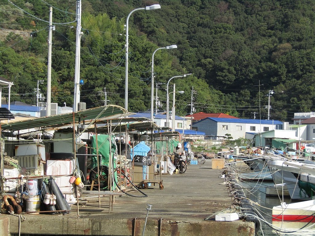 小さな漁港はイカの漁獲で大忙しです