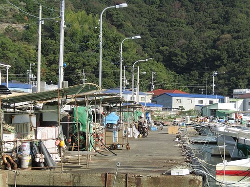 小さな漁港はイカの漁獲で大忙しです