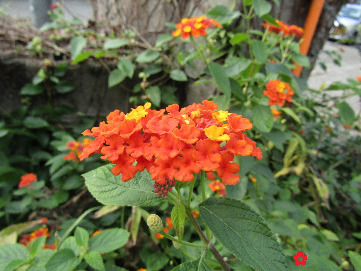綺麗な🌼にうっとりします