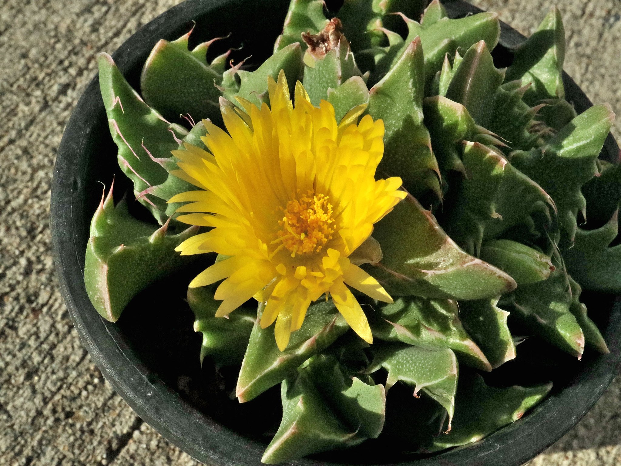 メセンの花
