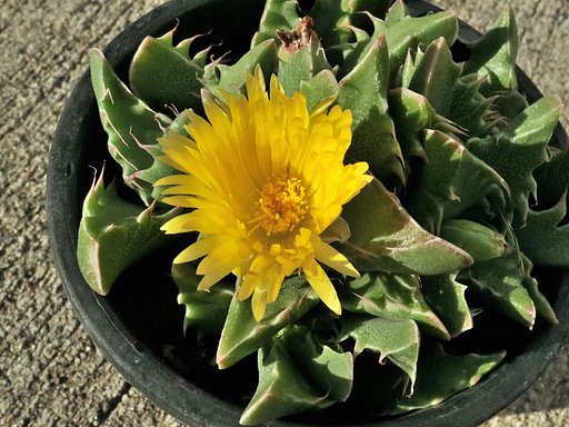 メセンの花