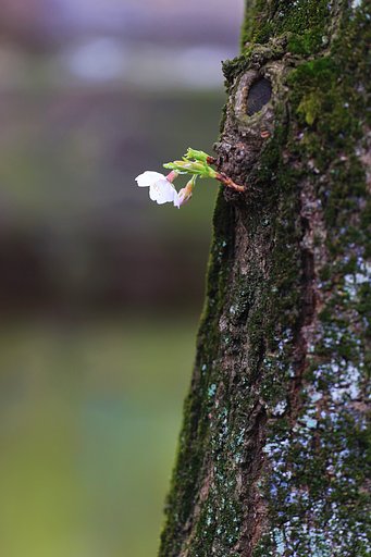 【縦画像】胴吹き桜