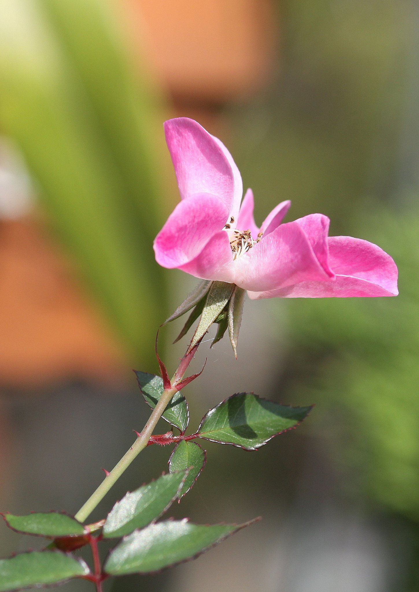 小さな1輪の薔薇