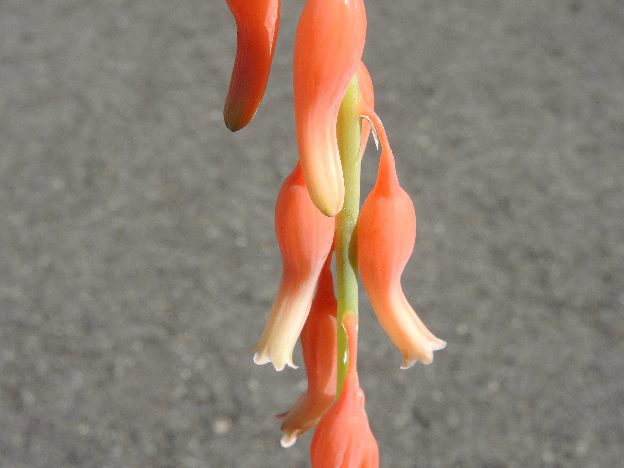 臥牛の花