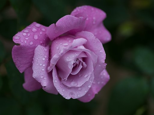 PENTAX-D FA MACRO 100mm F2.8