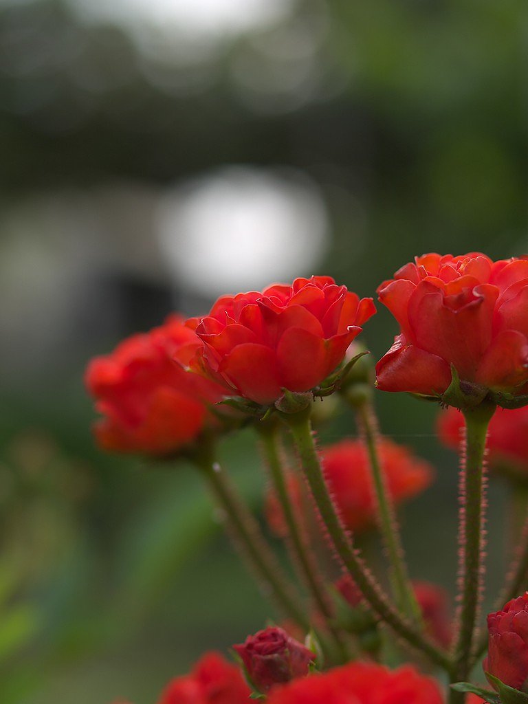 赤い薔薇